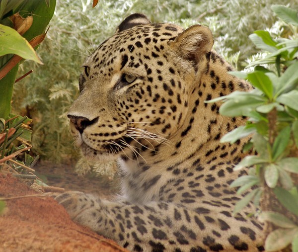 Persian Leopard.