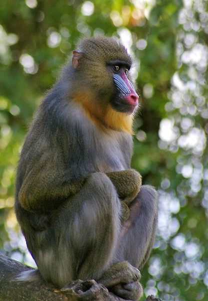 Female Mandrill.