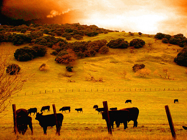 Armageddon bovine....