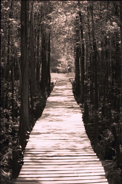 The_Path