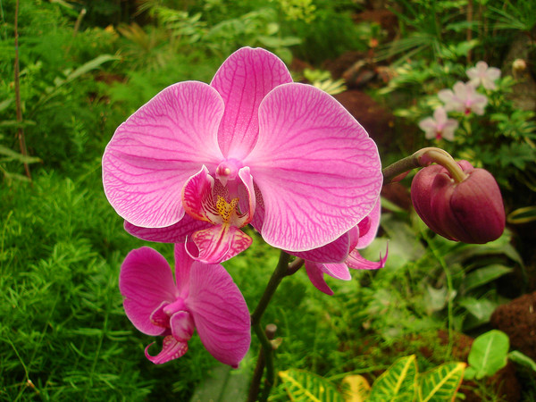The Big Pink One!