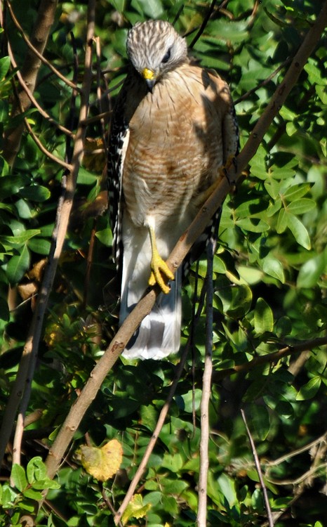A red-shoulder hawk awaits. . . 
