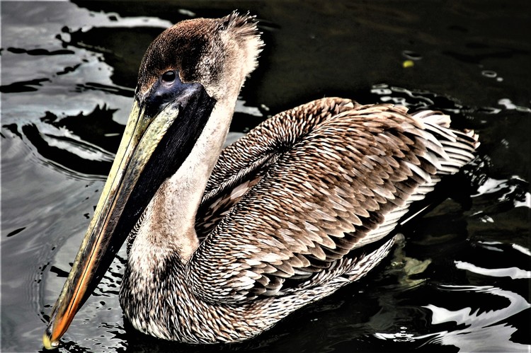 The Brown Pelican