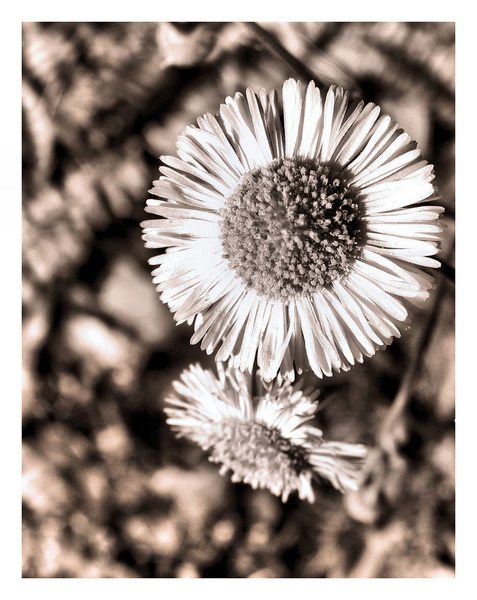sun sepia