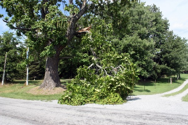 SAD DAY My beloved old tree