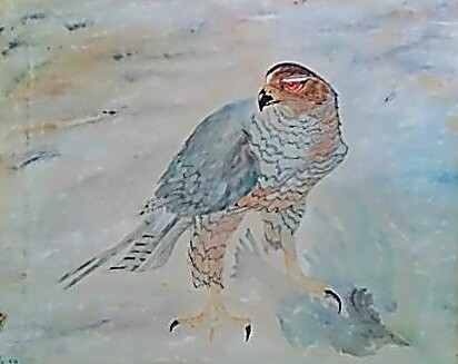 Desert Hawk in dreams