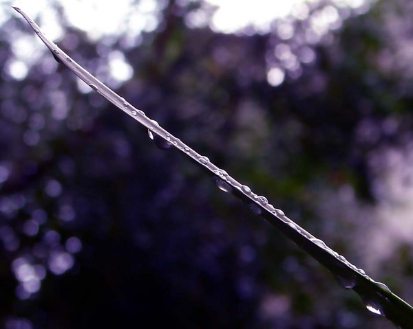 drops