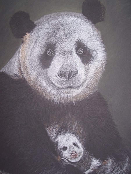 Xiongimao (Panda)