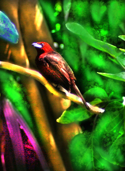 SOME KIND OF RARE RED BIRD