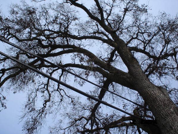 Tree Beard