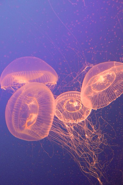 Jellies