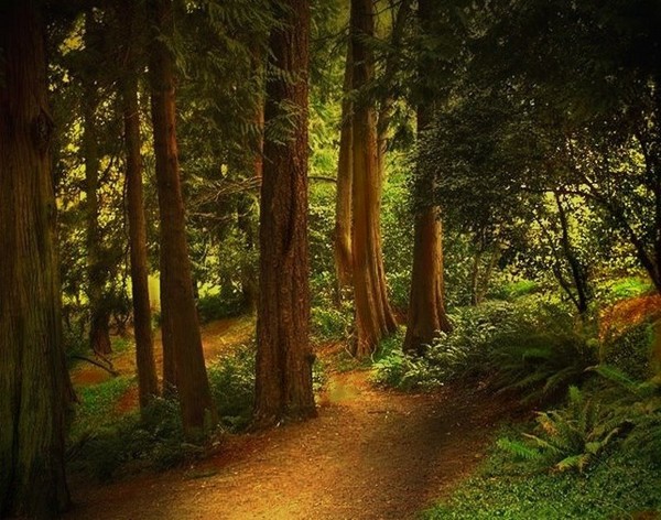 Deep In The Forest