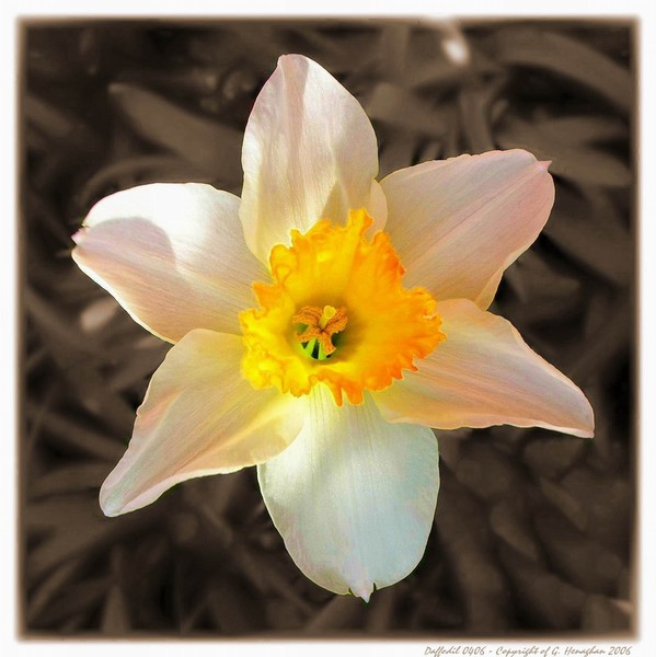 Daffodil B&W