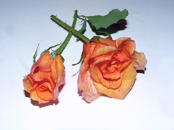 Duet in Beauty!