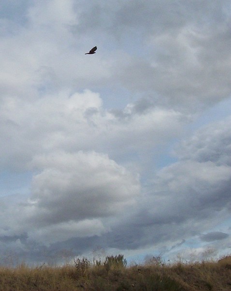 Red Tailed Hawk