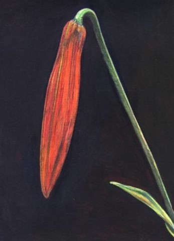 Turk's Cap Lily