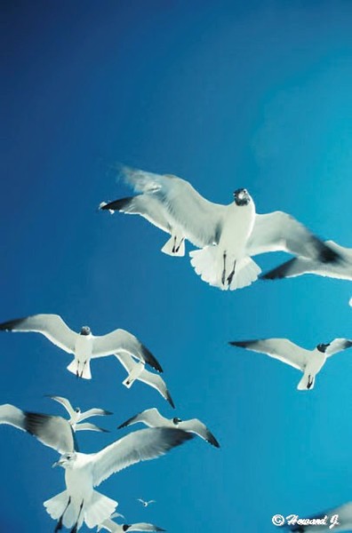 Flock Of Seagulls