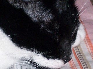 shoogar