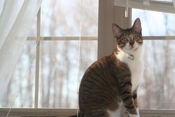 Cat