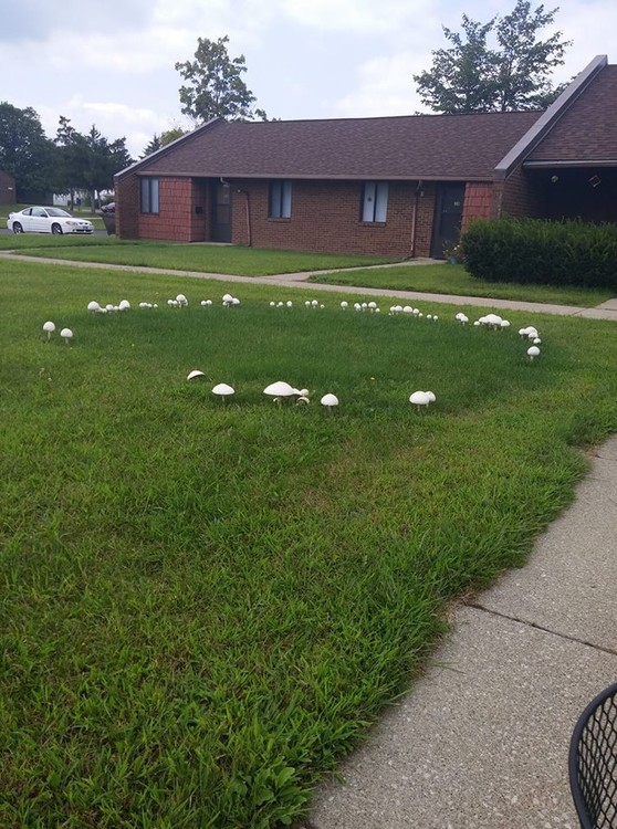 Fairy ring 