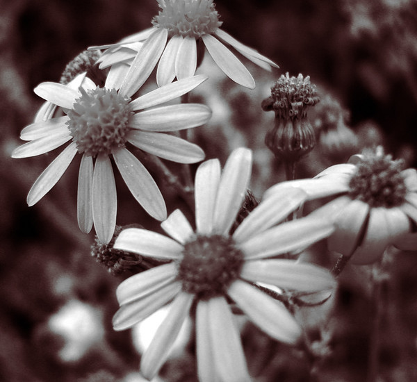 Fleur