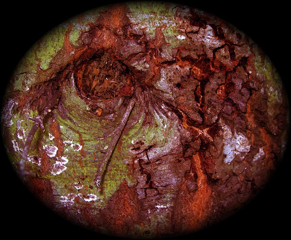 The Planet Glor