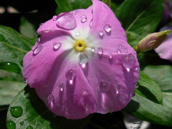 Bubbleluscious Beauty