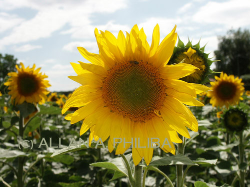 Sunflowers