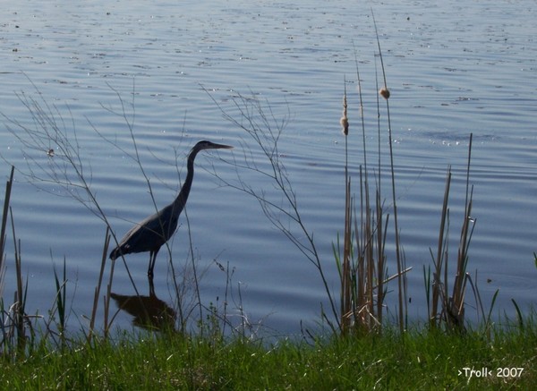heron at dusk
