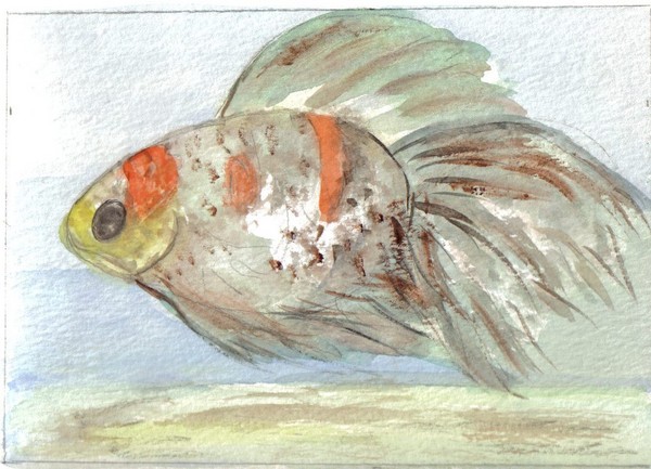 Not So Golden Fish