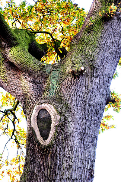 Oak tree