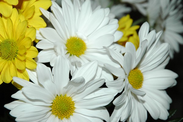 Daisy gang