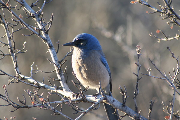 Blue Bird
