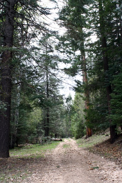 Road less traveled