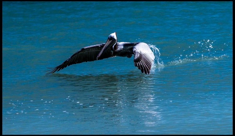 Looking for dinner