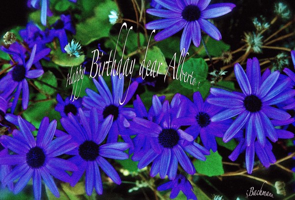 Happy Birthday dear Alberto !