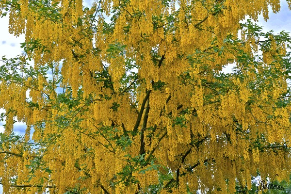 More yellow, Gold rain !