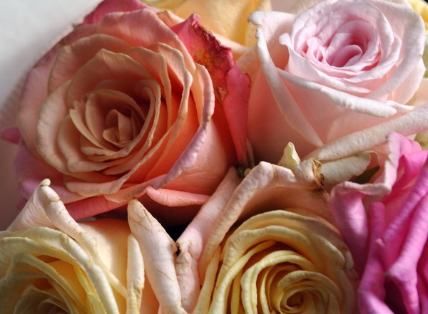 Roses for Marie Antoinette