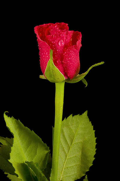 Red Rose 2 