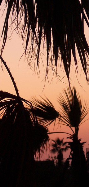 Sunset Palms