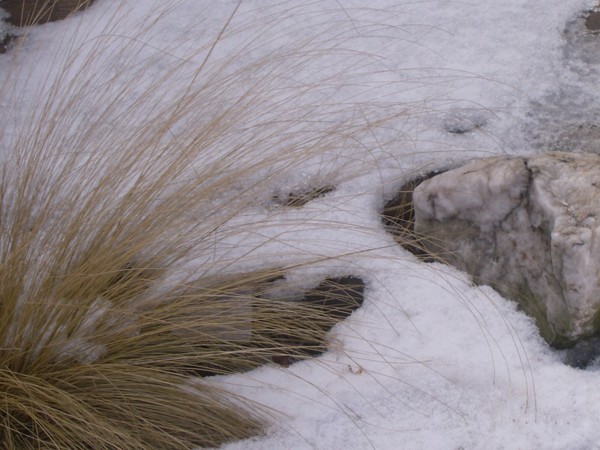 Winter Grass