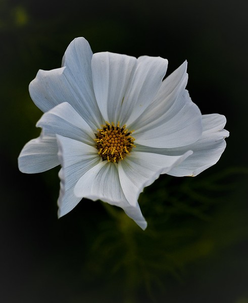 Cosmos Negligee