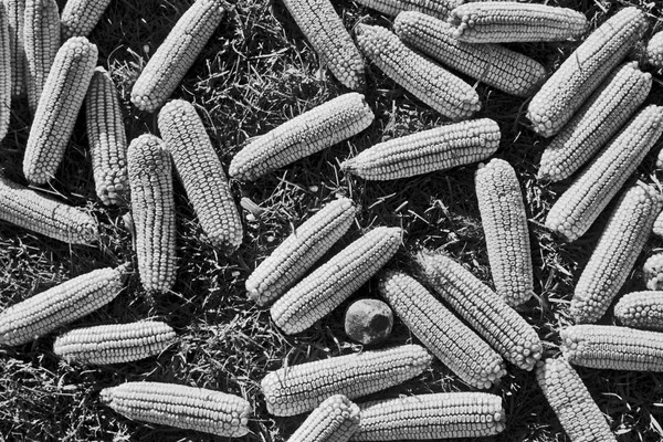 Corn on the ground