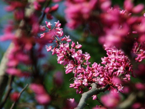 Springtime's Coming