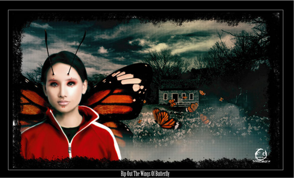 rip out the wings of butterfly