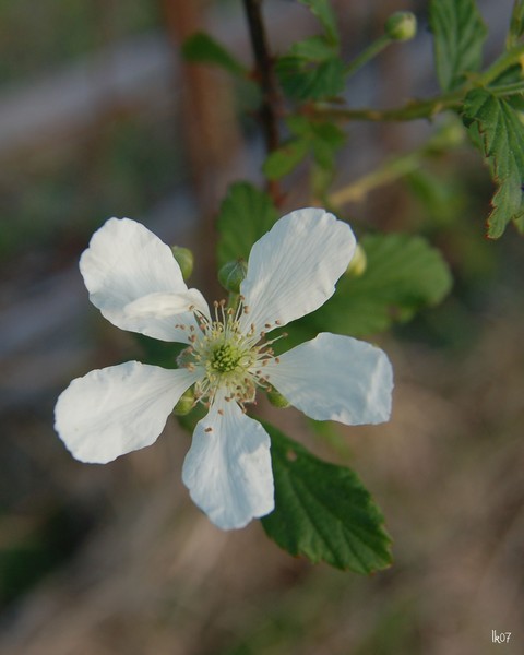 BLACKBERRY BLOOM - 2531