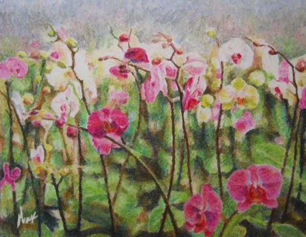Phalaenopsis Orchids