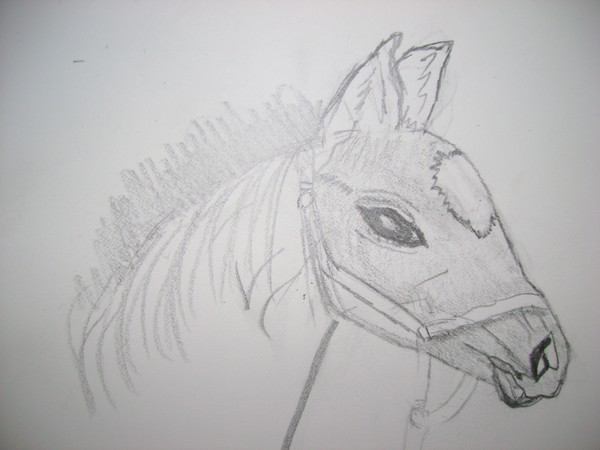 I love horses