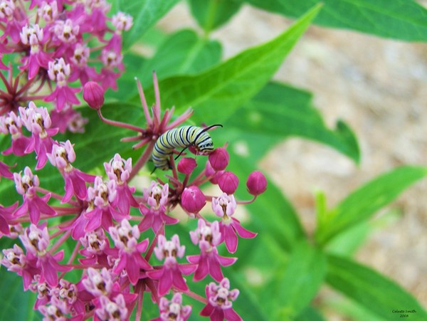 Coming up Monarch 