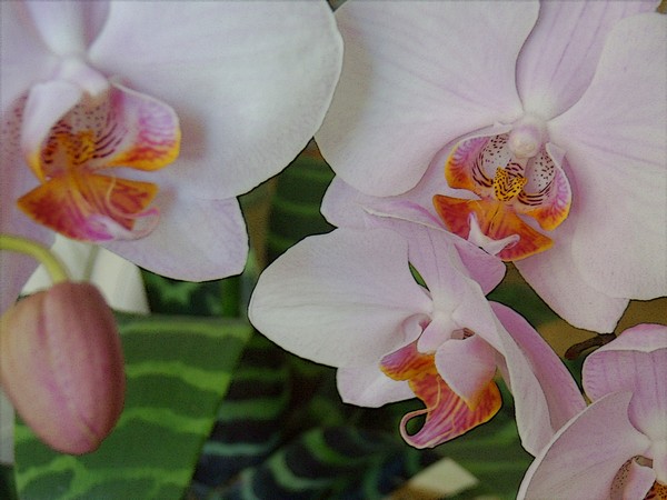 Three and a halve Orchids